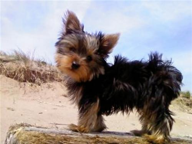 Joey - Yorkshire Terrier Puppy For Sale Premier Pups Joey - Yorkshire Terrier Puppy For Sale Premier Pups
