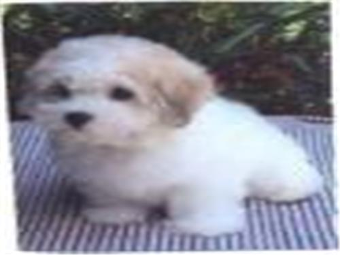 Mona - Maltese Puppy For Sale Premier Pups Mona - Maltese Puppy For Sale Premier Pups
