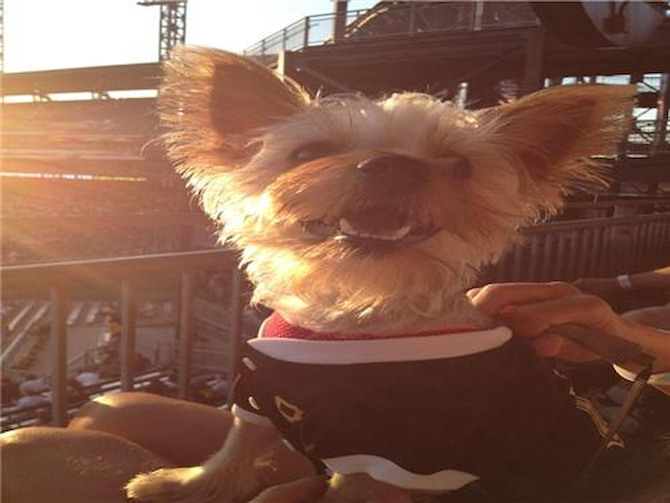 Abbi Lee - Yorkshire Terrier Puppy For Sale Premier Pups Abbi Lee - Yorkshire Terrier Puppy For Sale Premier Pups