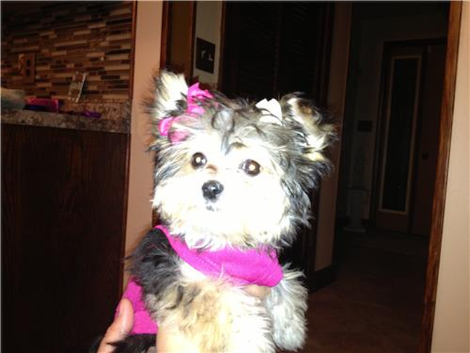 Mellisa - Morkie Puppy For Sale Premier Pups Mellisa - Morkie Puppy For Sale Premier Pups