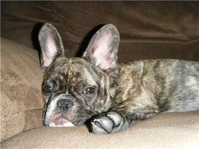 Abby previously known as (Tyra) - French Bulldog Puppy For Sale Premier Pups Abby previously known as (Tyra) - French Bulldog Puppy For Sale Premier Pups