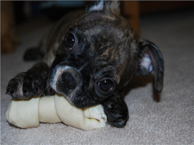 Abby previously known as (Tyra) - French Bulldog Puppy For Sale Premier Pups Abby previously known as (Tyra) - French Bulldog Puppy For Sale Premier Pups