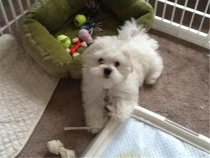 Aspen - Maltese Puppy For Sale Premier Pups Aspen - Maltese Puppy For Sale Premier Pups