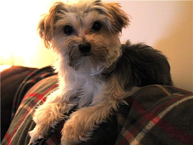 Maya (Mocha) - Morkie Puppy For Sale Premier Pups Maya (Mocha) - Morkie Puppy For Sale Premier Pups