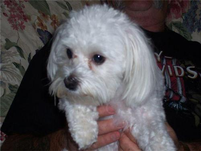 Max - Maltese Puppy For Sale Premier Pups Max - Maltese Puppy For Sale Premier Pups