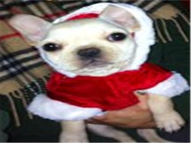 Titus formerly Prince Pierre - French Bulldog Puppy For Sale Premier Pups Titus formerly Prince Pierre - French Bulldog Puppy For Sale Premier Pups