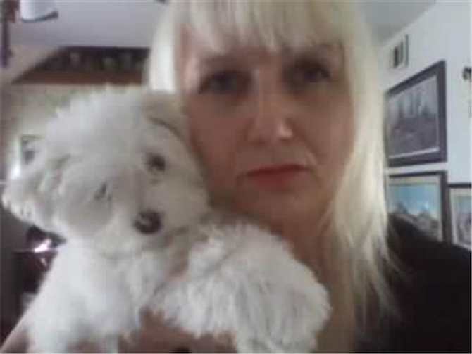 madison - Maltese Puppy For Sale Premier Pups madison - Maltese Puppy For Sale Premier Pups