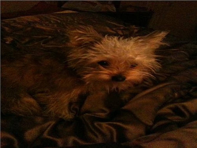 Maddy - Yorkie Poo Puppy For Sale Premier Pups Maddy - Yorkie Poo Puppy For Sale Premier Pups