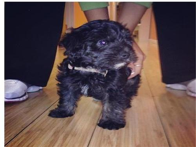 Mr. Big previously Ash - Yorkie Poo Puppy For Sale Premier Pups Mr. Big previously Ash - Yorkie Poo Puppy For Sale Premier Pups