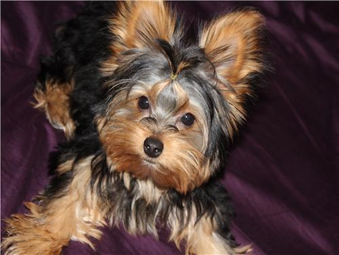 Roscoe P. Coltrane (Ronaldo) - Yorkshire Terrier Puppy For Sale Premier Pups Roscoe P. Coltrane (Ronaldo) - Yorkshire Terrier Puppy For Sale Premier Pups
