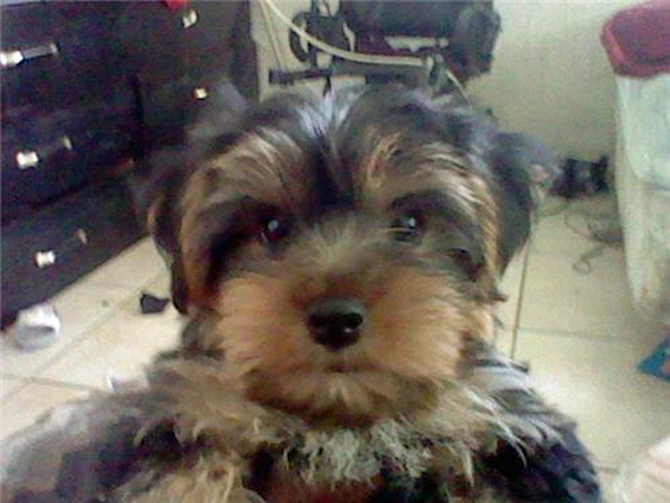 rock - Yorkshire Terrier Puppy For Sale Premier Pups rock - Yorkshire Terrier Puppy For Sale Premier Pups