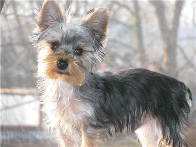 Brodie - Yorkshire Terrier Puppy For Sale Premier Pups Brodie - Yorkshire Terrier Puppy For Sale Premier Pups