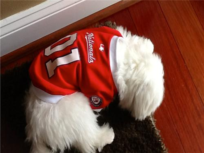 Kingston (Brady) - Maltese Puppy For Sale Premier Pups Kingston (Brady) - Maltese Puppy For Sale Premier Pups