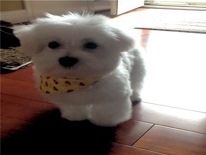 Kingston (Brady) - Maltese Puppy For Sale Premier Pups Kingston (Brady) - Maltese Puppy For Sale Premier Pups