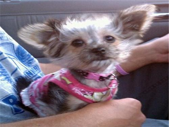 Lily Belle - Morkie Puppy For Sale Premier Pups Lily Belle - Morkie Puppy For Sale Premier Pups