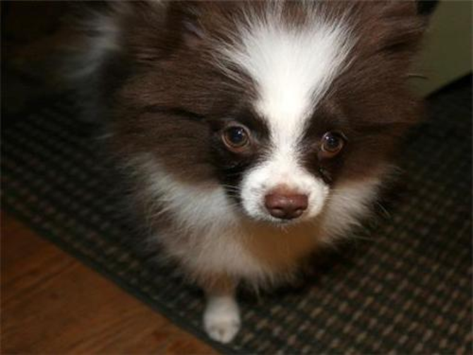 Cujo - Pomeranian Puppy For Sale Premier Pups Cujo - Pomeranian Puppy For Sale Premier Pups