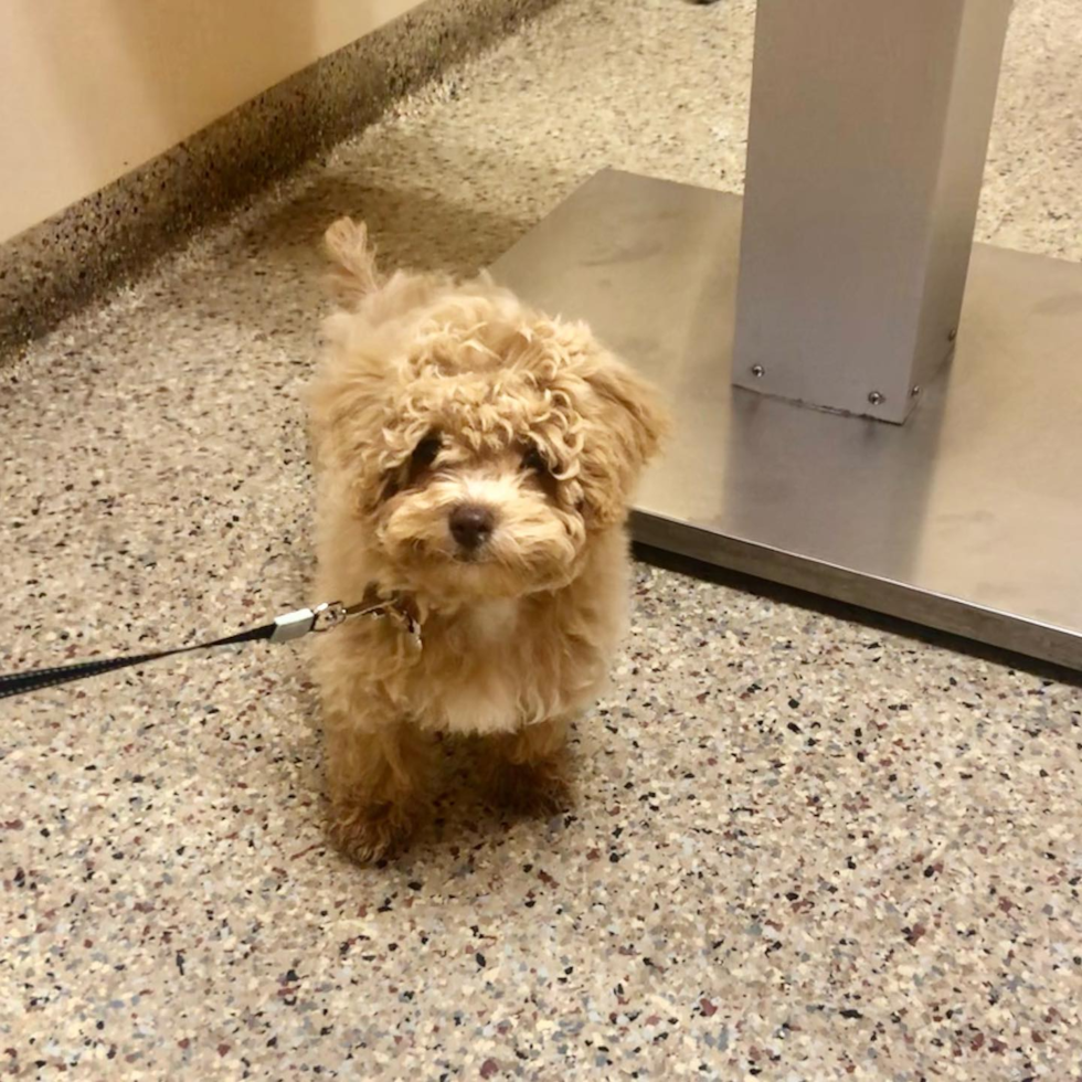 Small Poochon Pup in Toledo OH