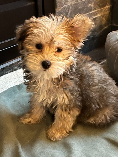 Yorkie Chon