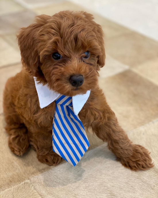 Little Golden Retriever Poodle Mix Pup