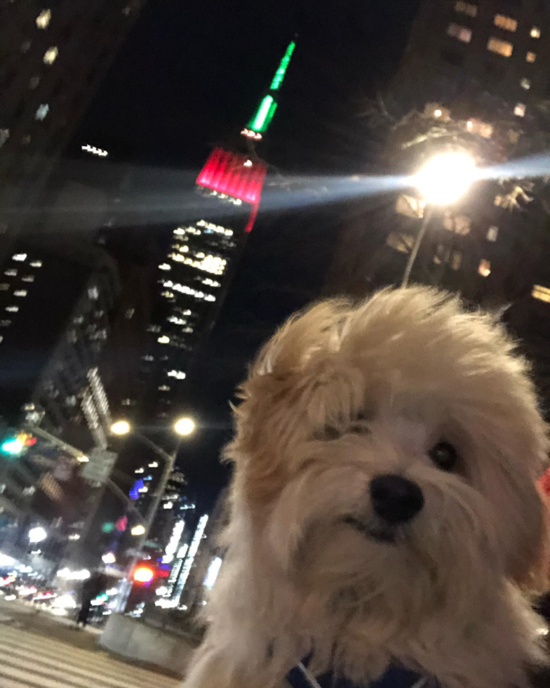 Small Maltipoo Pup in New York NY