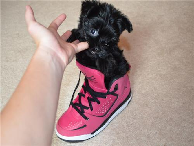 Ava - Morkie Puppy For Sale Premier Pups Ava - Morkie Puppy For Sale Premier Pups