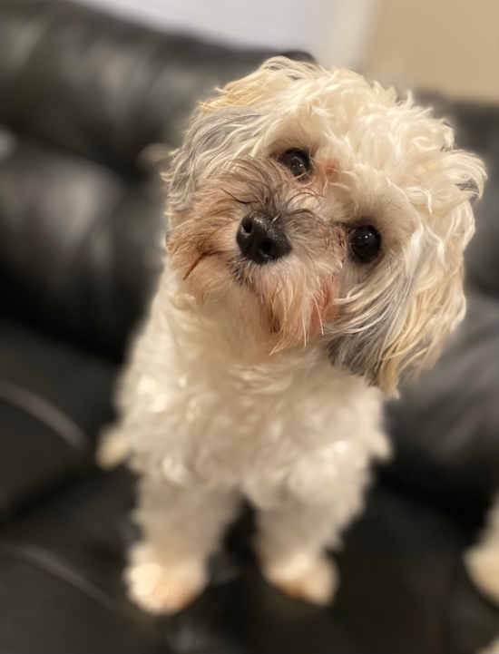 Havanese Pup