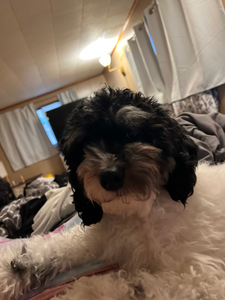 Popular Poodle Pup