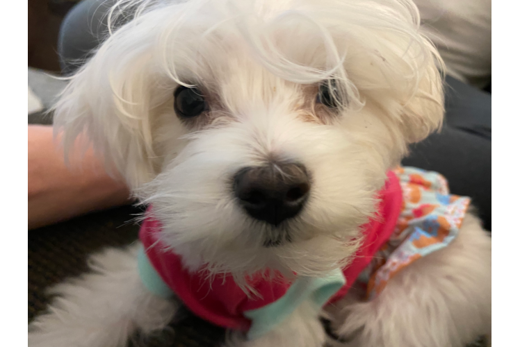 Meet Molly - our Maltese Puppy Photo 1/1 - Premier Pups