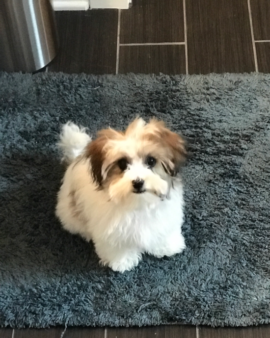 Havanese Being Cute