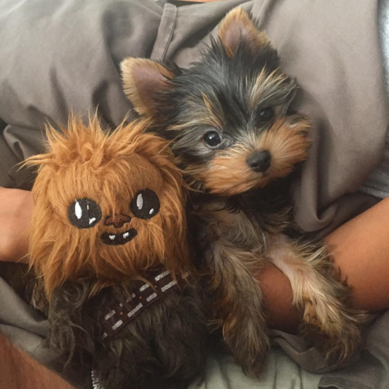 chewbacca yorkie