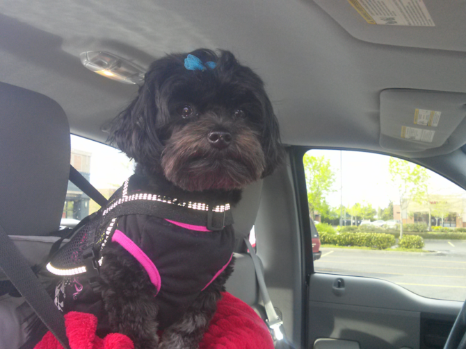 Pebbes - Yorkie Poo Puppy For Sale Premier Pups Pebbes - Yorkie Poo Puppy For Sale Premier Pups
