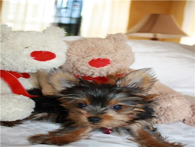 Bella - Yorkshire Terrier Puppy For Sale Premier Pups Bella - Yorkshire Terrier Puppy For Sale Premier Pups