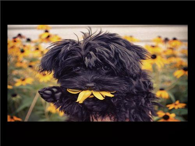 Ava - Morkie Puppy For Sale Premier Pups Ava - Morkie Puppy For Sale Premier Pups