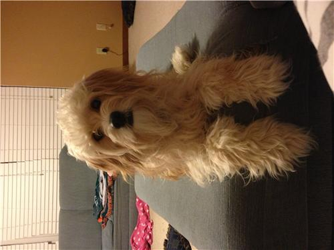 Marino - Cavapoo Puppy For Sale Premier Pups Marino - Cavapoo Puppy For Sale Premier Pups