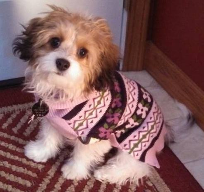 Carly - Cavachon Puppy For Sale Premier Pups Carly - Cavachon Puppy For Sale Premier Pups