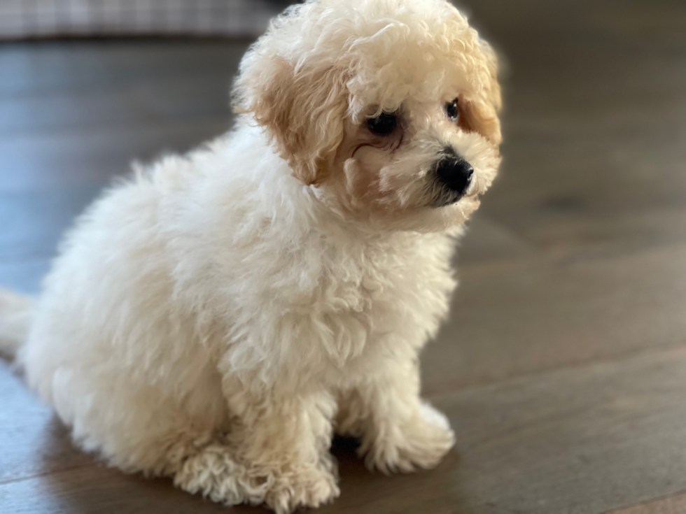 Hypoallergenic Bichpoo Poodle Mix Pup