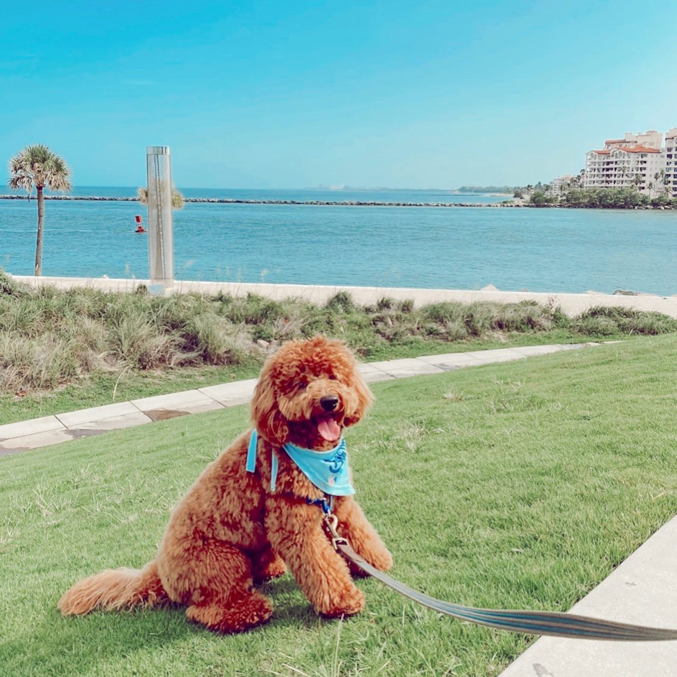 Friendly Mini Goldendoodle Pup in Miami Beach FL