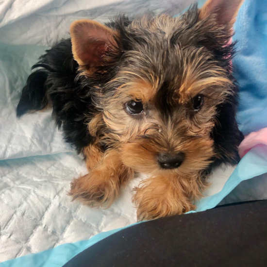 Adorable Yorkshire Terrier Pup in Port Huron MI