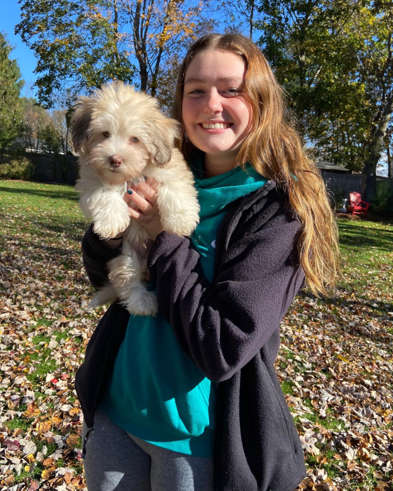 Sweet Havanese Pup in Rockland MA
