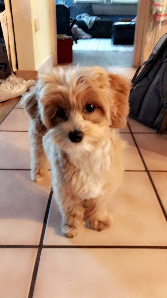 Adorable Maltepoo Poodle Mix Pup