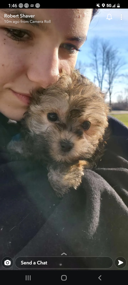 Crown Point Maltipoo Pup