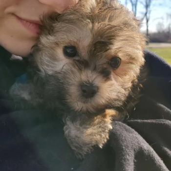 Crown Point Maltipoo Pup