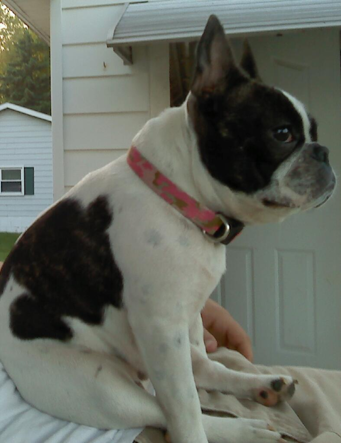 was jenica now is Lexi - French Bulldog Puppy For Sale Premier Pups was jenica now is Lexi - French Bulldog Puppy For Sale Premier Pups