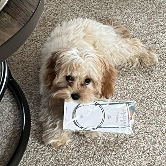 Trumbull Cavachon Pup