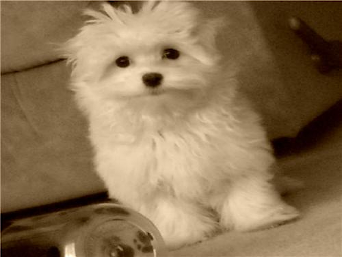 Angel (Formerly Molly) - Maltese Puppy For Sale Premier Pups Angel (Formerly Molly) - Maltese Puppy For Sale Premier Pups