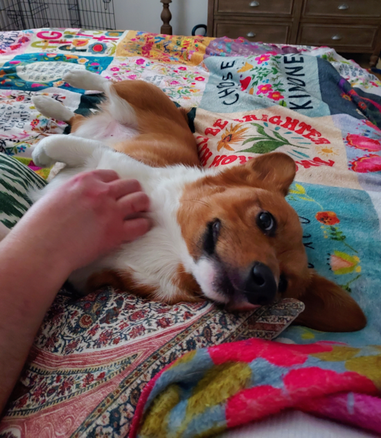 Adorable Corgi Purebred Pup