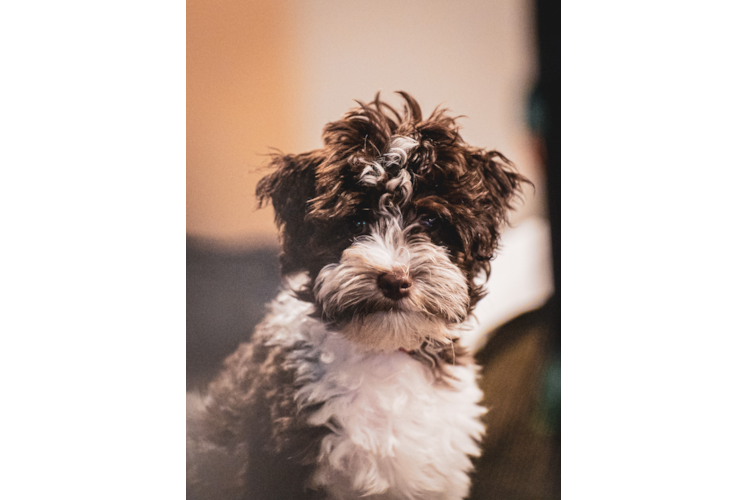 Meet Maverick - our Havapoo Puppy Photo 1/3 - Premier Pups
