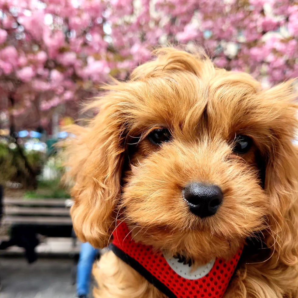 Cute Cavapoo Pup in Brooklyn NY
