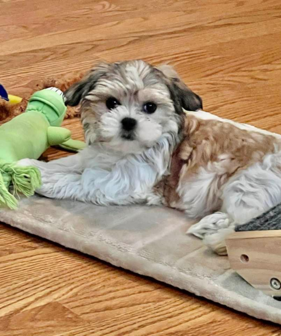 Happy Teddy Bear Pup