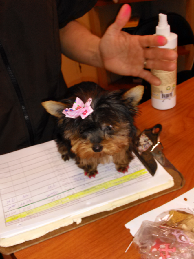 Kinky Aka Nugget - Yorkshire Terrier Puppy For Sale Premier Pups Kinky Aka Nugget - Yorkshire Terrier Puppy For Sale Premier Pups
